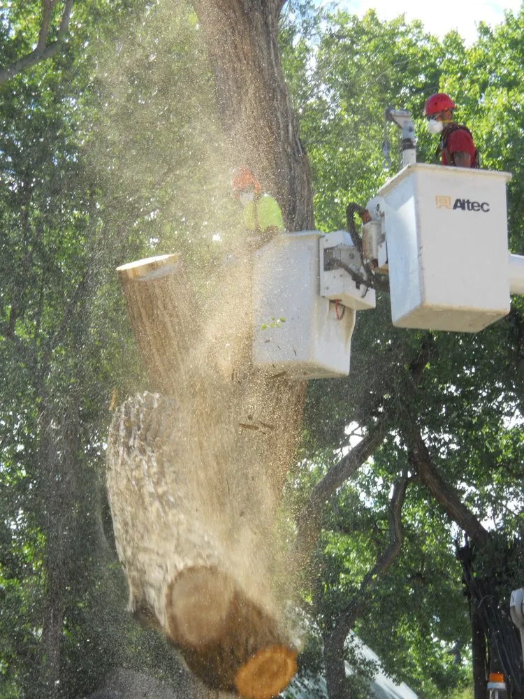 Local yard cleanup service in Albuquerque, NM by Desert Gardens Outdoor Services