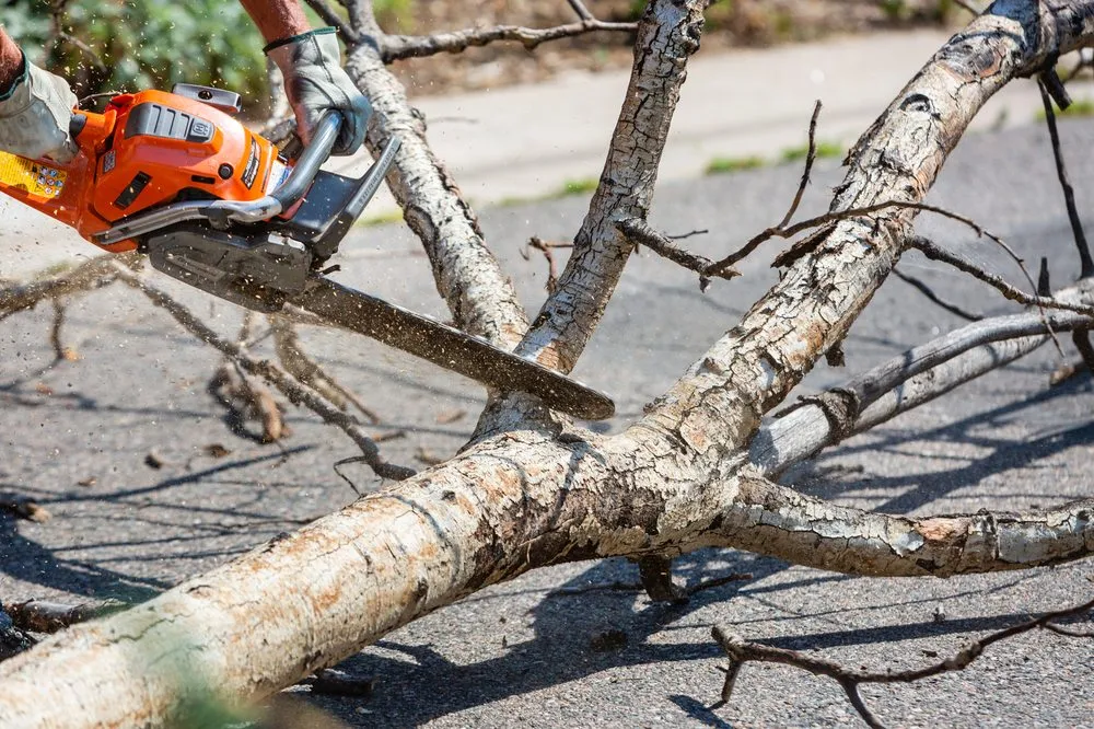 Top-rated lawn care service for beautiful yards across Albuquerque, NM - Desert Gardens Outdoor Services