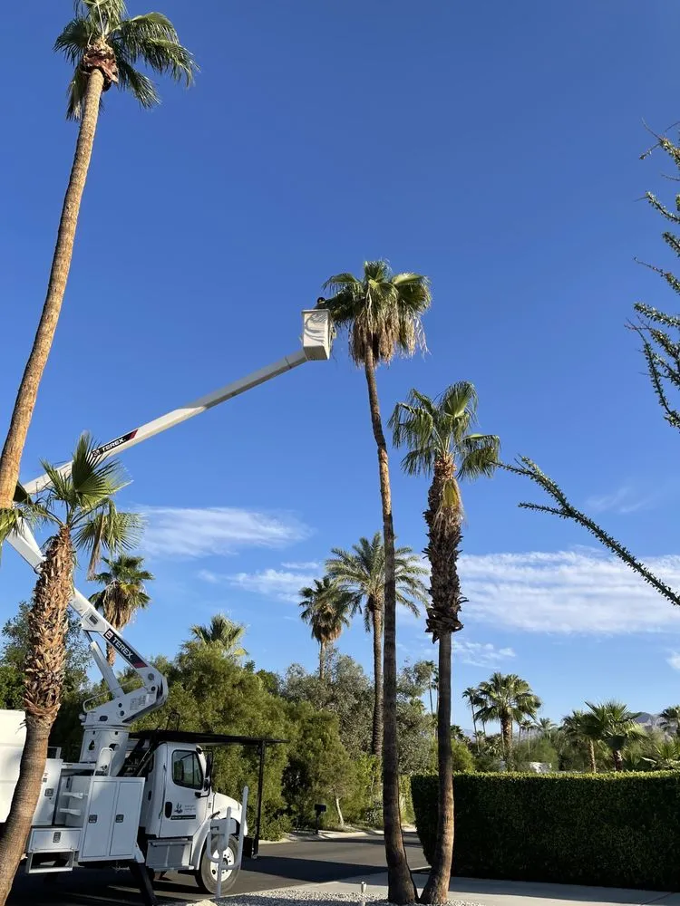 Reliable landscape installation in Desert Hot Springs, CA by Desert Gold Landscape