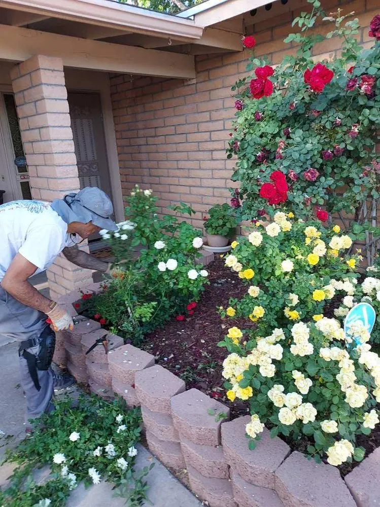Expert yard cleanup service for residential properties across Tucson, AZ - Desert Groomers