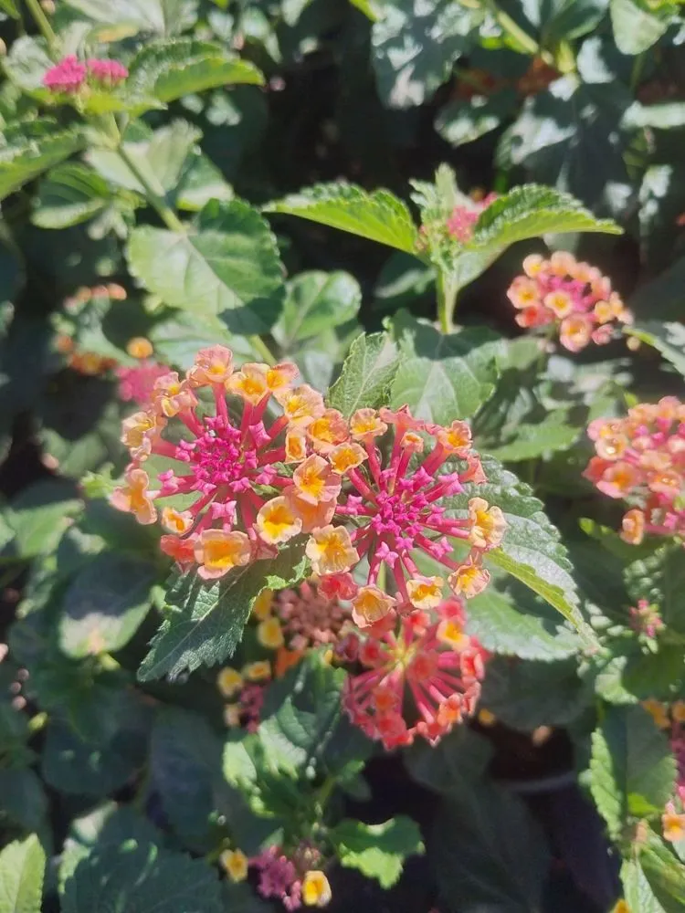 Reliable landscaping services in Tucson, AZ - Desert Grounds Landmanagement