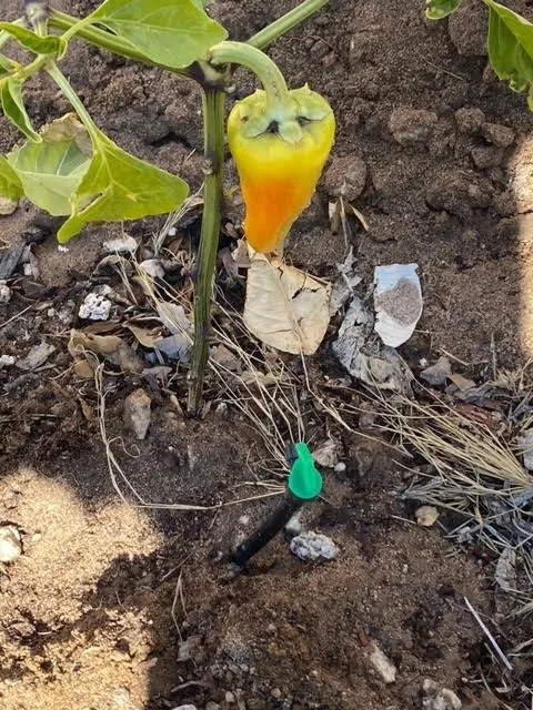 Professional landscaping services for year-round maintenance across Wellton, AZ - Desert Hydration Irrigation