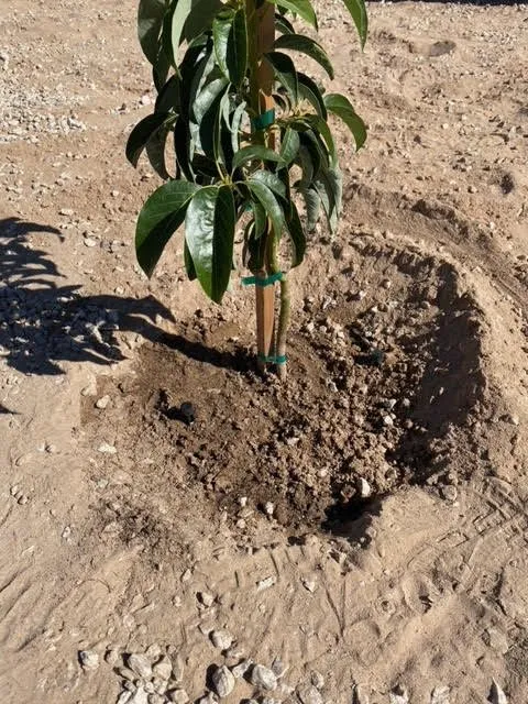 Top-rated lawn mowing service with custom design in Wellton, AZ by Desert Hydration Irrigation