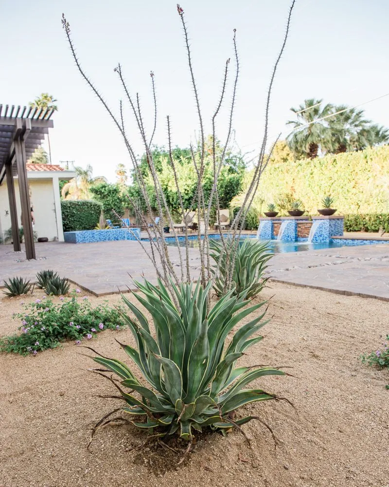 Professional yard cleanup service in La Quinta, CA by Desert Landscape Associates