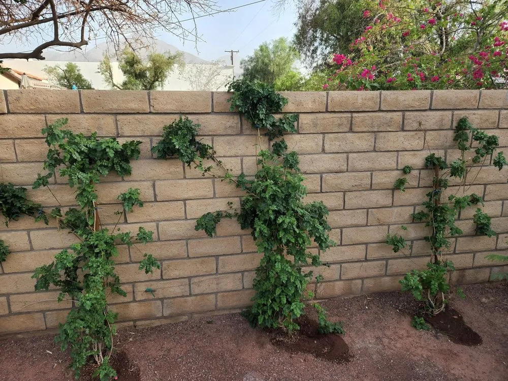 Top-rated garden landscaping experts serving Indio, CA - Desert Landscape Line