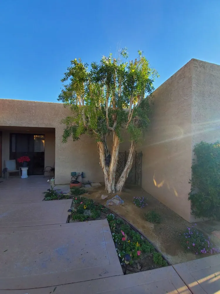 Expert lawn care service for residential properties across Indio, CA - Desert Landscape Line