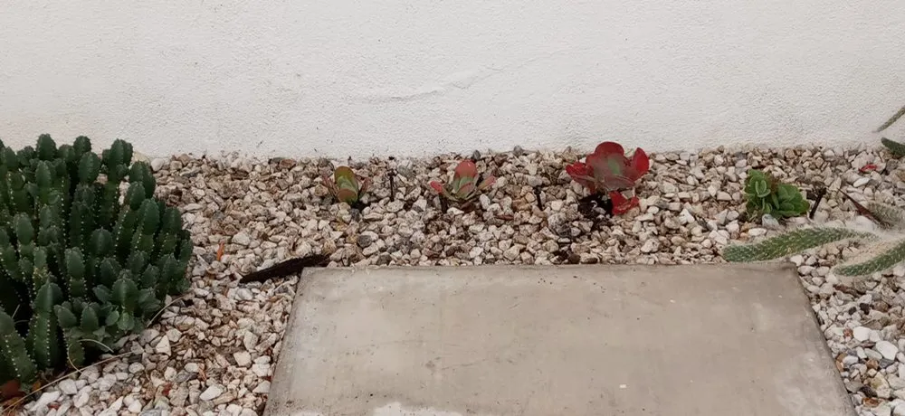 Trusted landscaping services experts serving Indio, CA - Desert Landscape Line