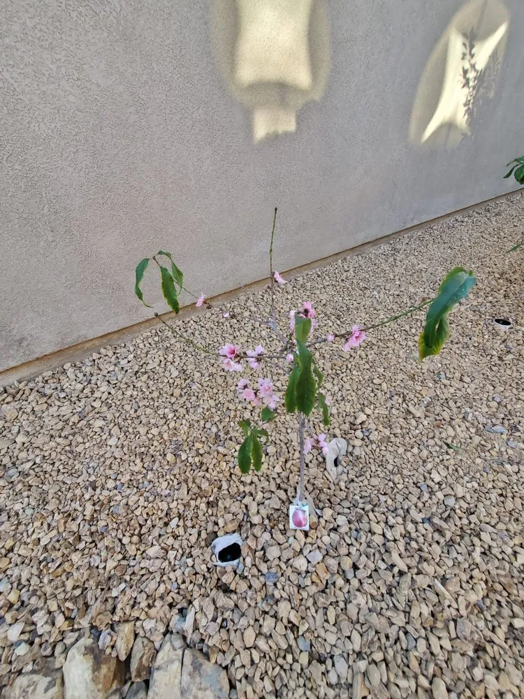 Reliable garden landscaping for year-round maintenance in Indio, CA by Desert Landscape Line