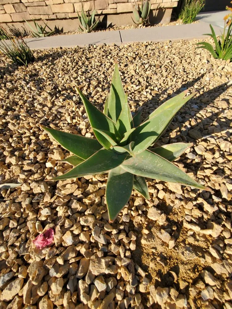 Top-rated landscape design with custom design in Indio, CA by Desert Landscape Line