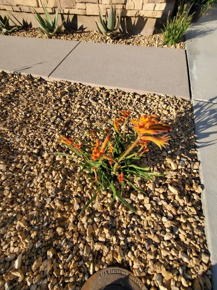 Reliable yard cleanup service in Indio, CA - Desert Landscape Line
