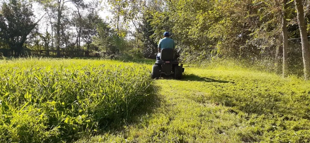 Local yard cleanup service for year-round maintenance in Anthony, NM by Desert Lawn Care