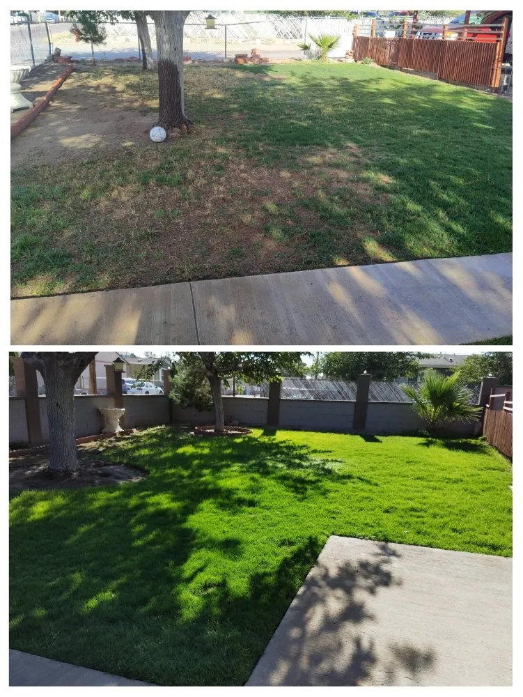 Top-rated yard cleanup service experts serving Anthony, NM - Desert Lawn Care