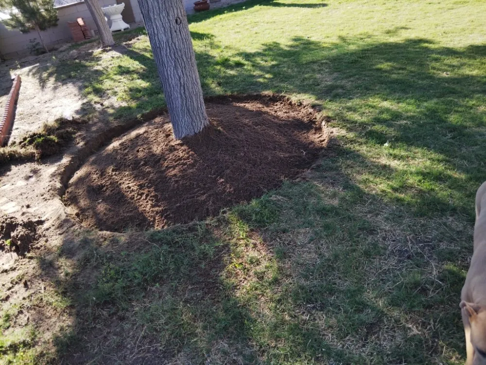 Trusted yard cleanup service experts serving Anthony, NM - Desert Lawn Care