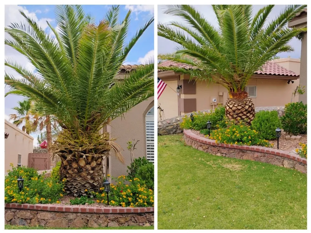 Affordable lawn mowing service in Anthony, NM - Desert Lawn Care