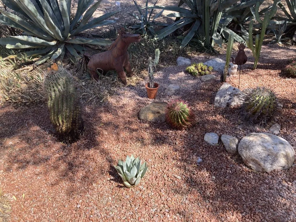 Reliable yard cleanup service in Tucson, AZ by Desert Nurture