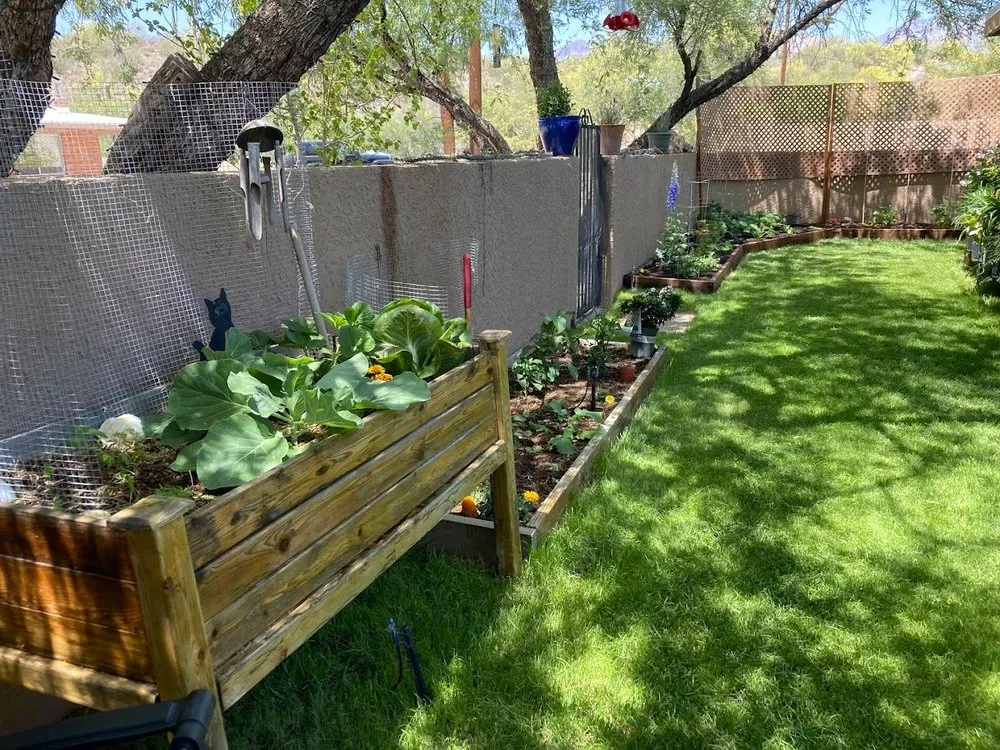 Professional residential landscaping with custom design in Tucson, AZ by Desert Nurture