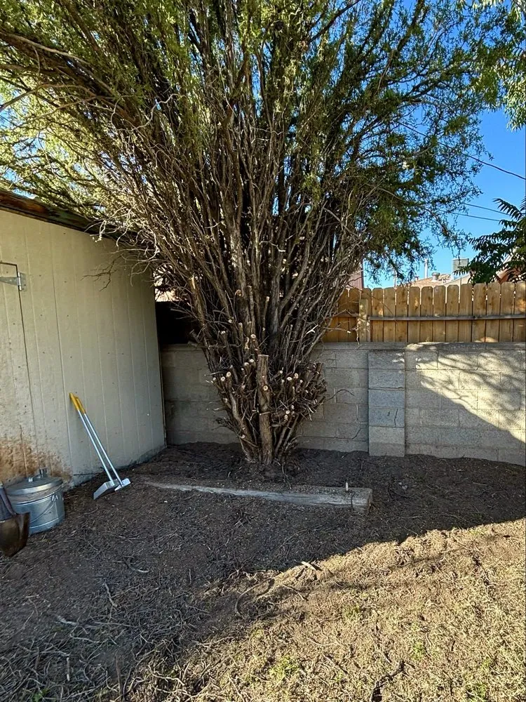 Local residential landscaping in Albuquerque, NM by Desert Oasis Landscaping