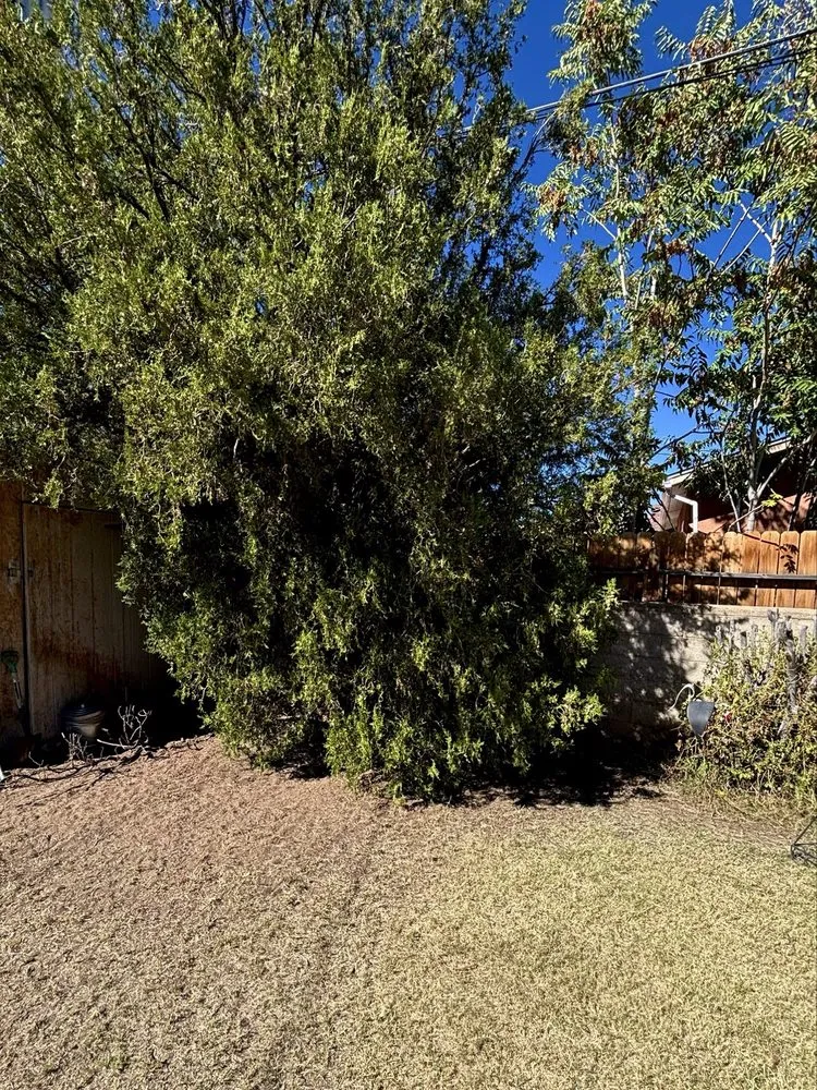 Affordable landscape installation in Albuquerque, NM - Desert Oasis Landscaping