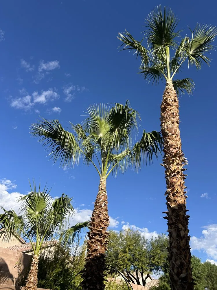 Top-rated residential landscaping experts serving North Las Vegas, NV - Desert Palms Landscaping