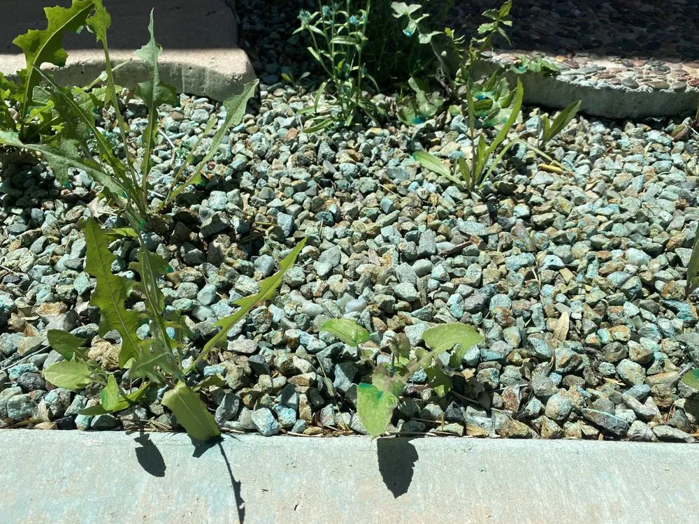 Reliable residential landscaping near you across Tucson, AZ - Desert Prestige Weed Control & Synthetic Turf