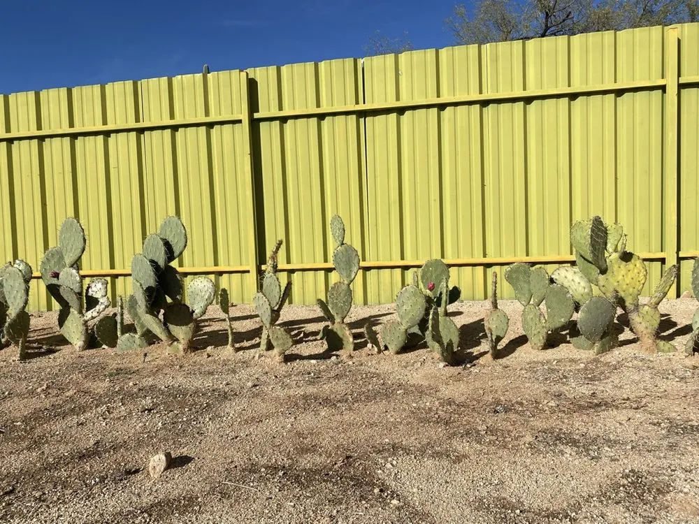 Custom residential landscaping for outdoor upgrades across Oro Valley, AZ - Desert Rain Landscaping
