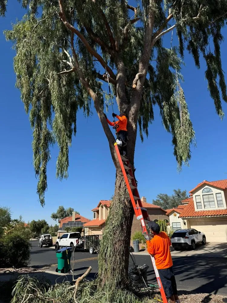 Top-rated outdoor landscaping for beautiful yards across Tucson, AZ - Desert Rat Landscapers
