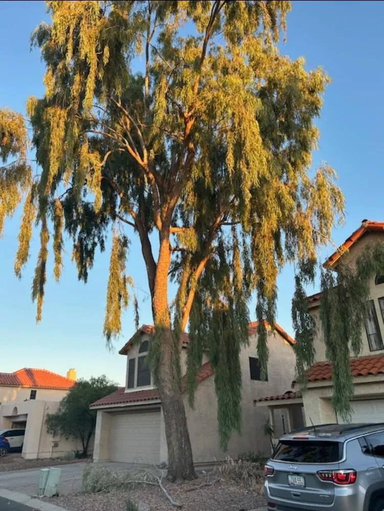 Custom landscape design for beautiful yards in Tucson, AZ by Desert Rat Landscapers