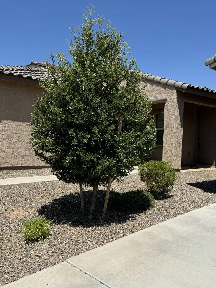 Reliable yard maintenance with custom design in Tucson, AZ by Desert Rat Landscapers