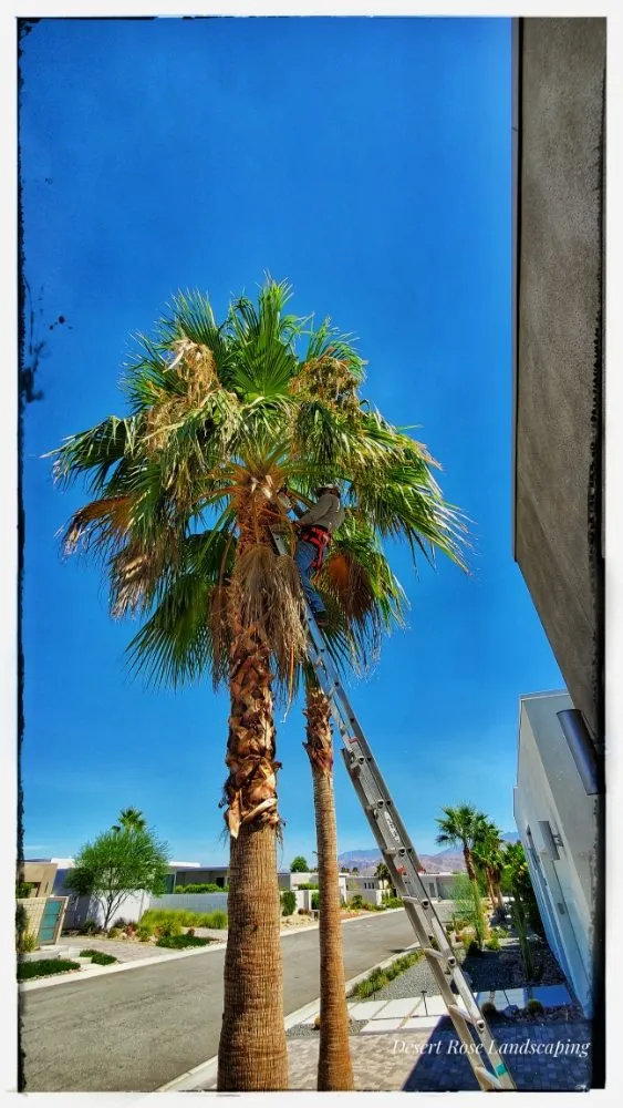 Expert garden landscaping experts serving Cathedral City, CA - Desert Rose Landscaping