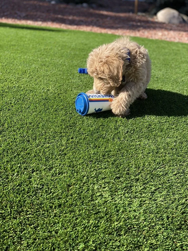 Affordable garden landscaping in Sedona, AZ - Desert Scape