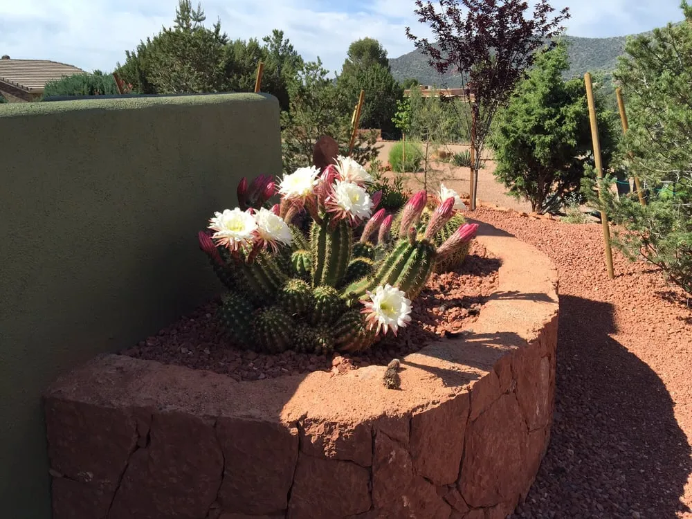 Custom lawn care service experts serving Sedona, AZ - Desert Scape