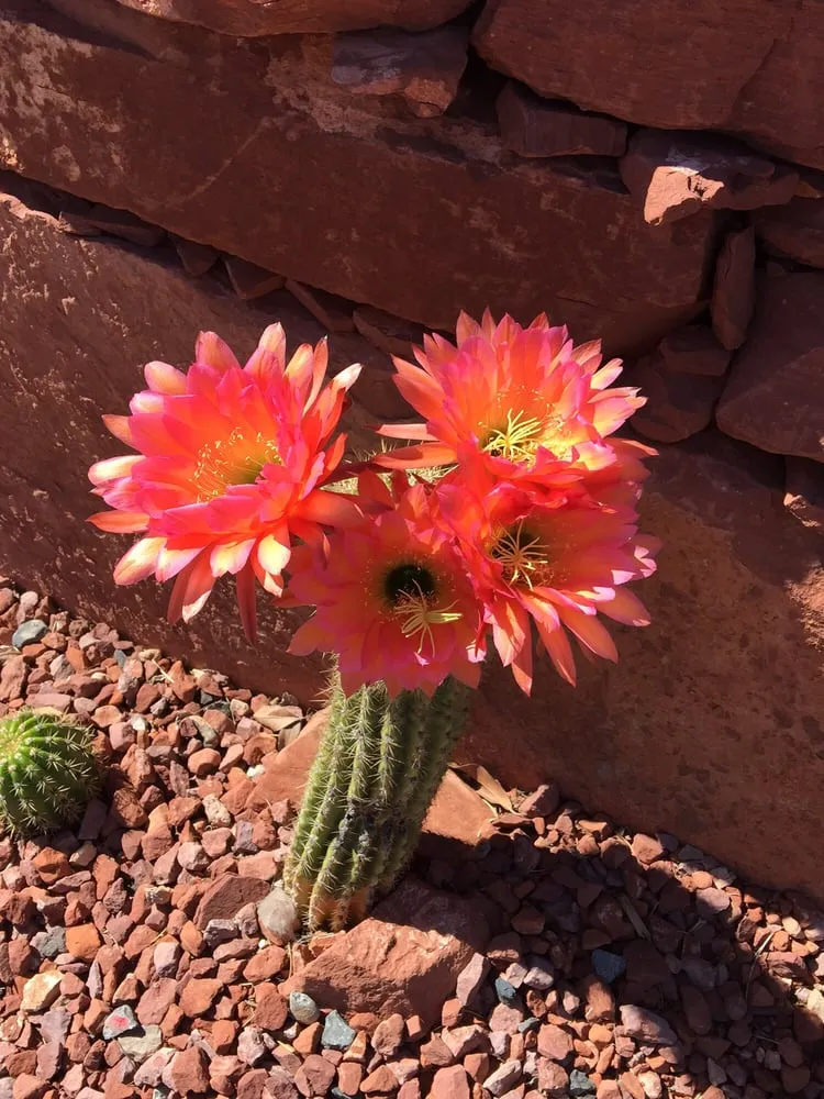 Local garden landscaping in Sedona, AZ by Desert Scape