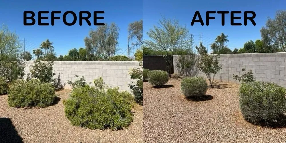 Top-rated yard cleanup service near you across Avondale, AZ - Desert Scape Solutions