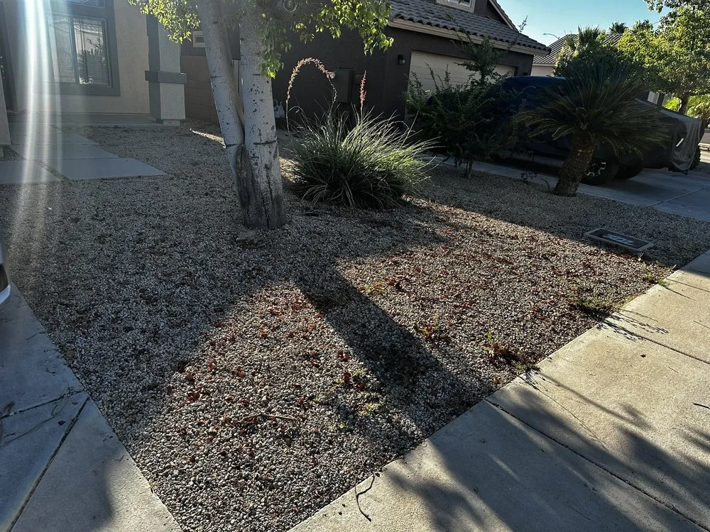 Top-rated yard cleanup service for beautiful yards in Avondale, AZ by Desert Scape Solutions
