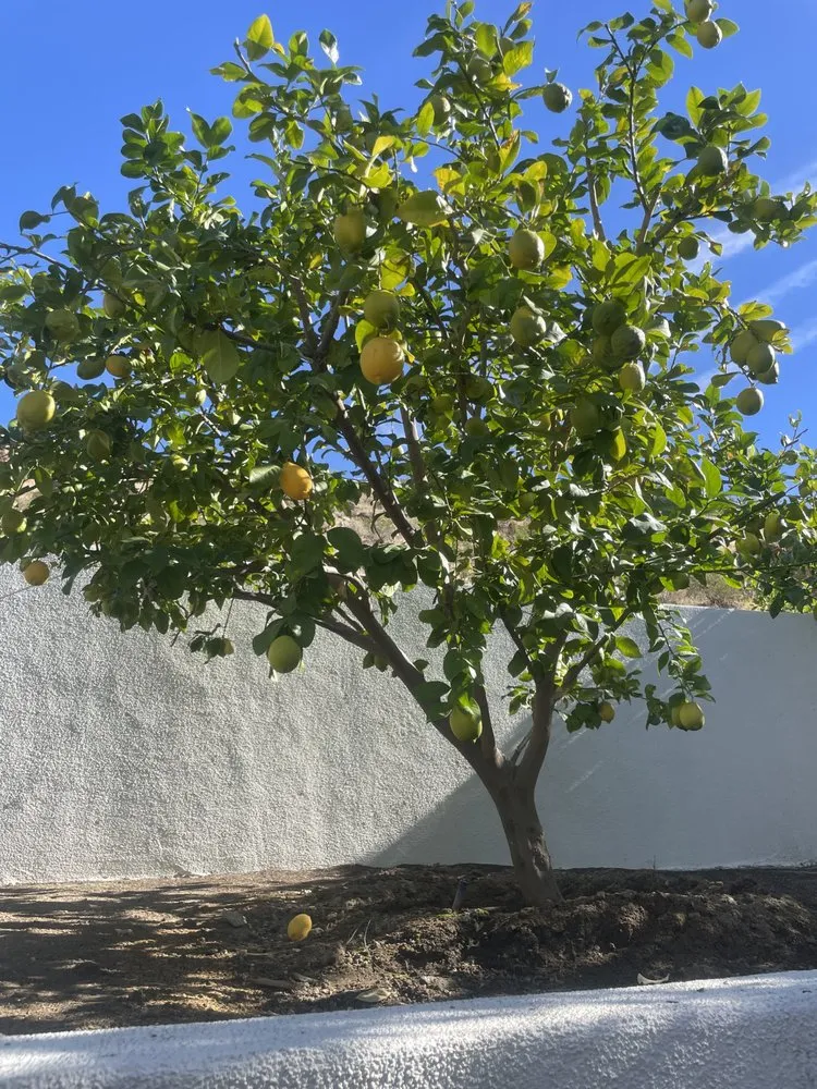 Professional outdoor landscaping experts serving Thousand Palms, CA - Desert Springs Landscape Gardening & Design