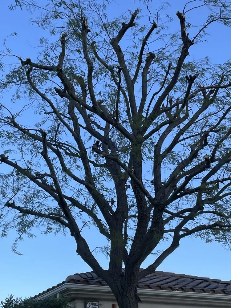 Local lawn care service experts serving Thousand Palms, CA - Desert Springs Landscape Gardening & Design