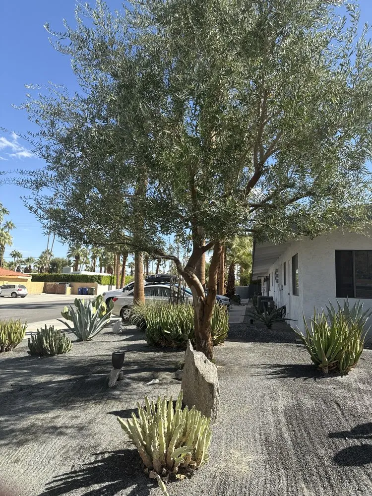 Local yard cleanup service in Thousand Palms, CA by Desert Springs Landscape Gardening & Design