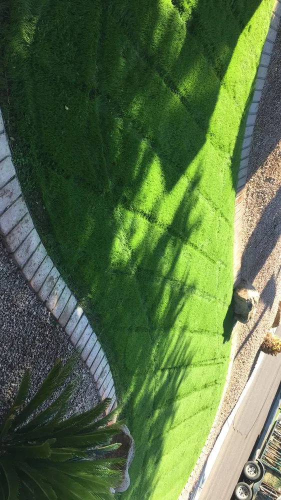 Reliable yard cleanup service in Tempe, AZ by Desert Storm Solutions