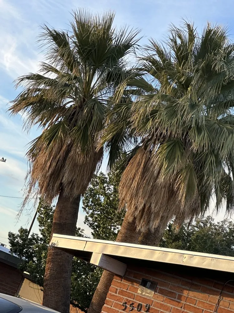 Top-rated landscape installation in Tucson, AZ by Desert Trim landscaping Handyman