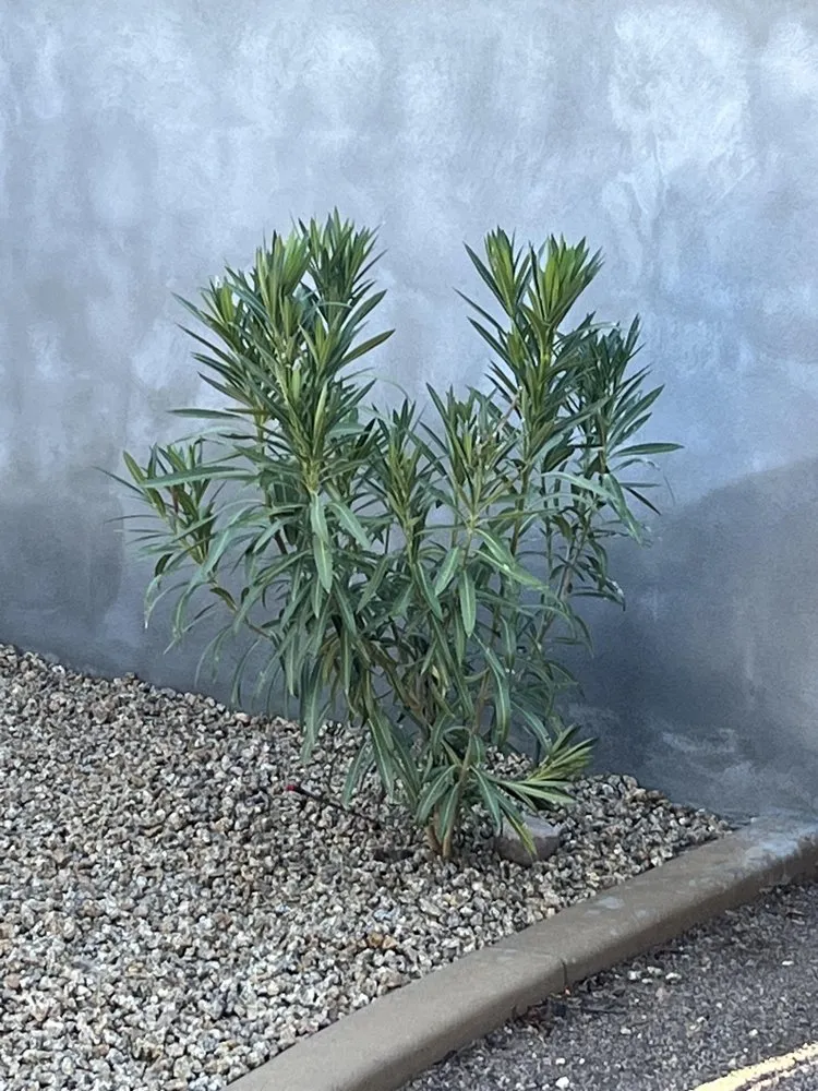 Affordable residential landscaping in Goodyear, AZ - Desert Valley Irrigation