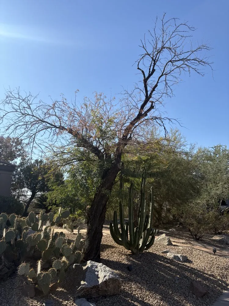 Custom landscape installation in Phoenix, AZ - Desert Winds Landscape