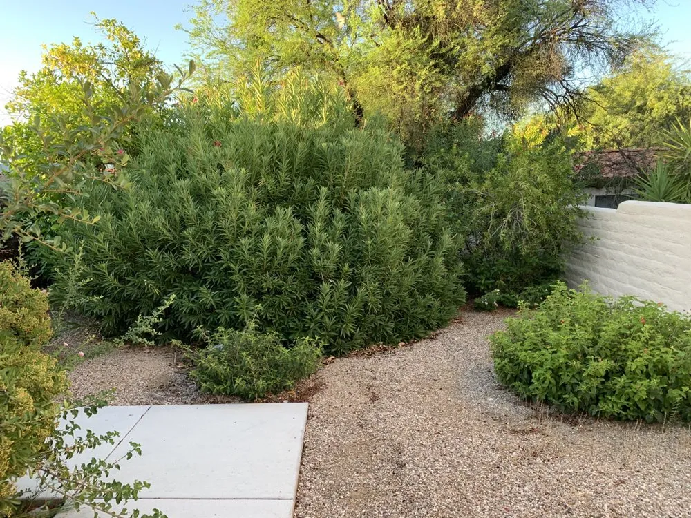 Affordable residential landscaping experts serving Tucson, AZ - Desert Wood Landscaping