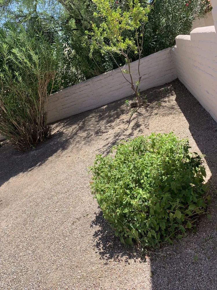 Custom residential landscaping in Tucson, AZ by Desert Wood Landscaping