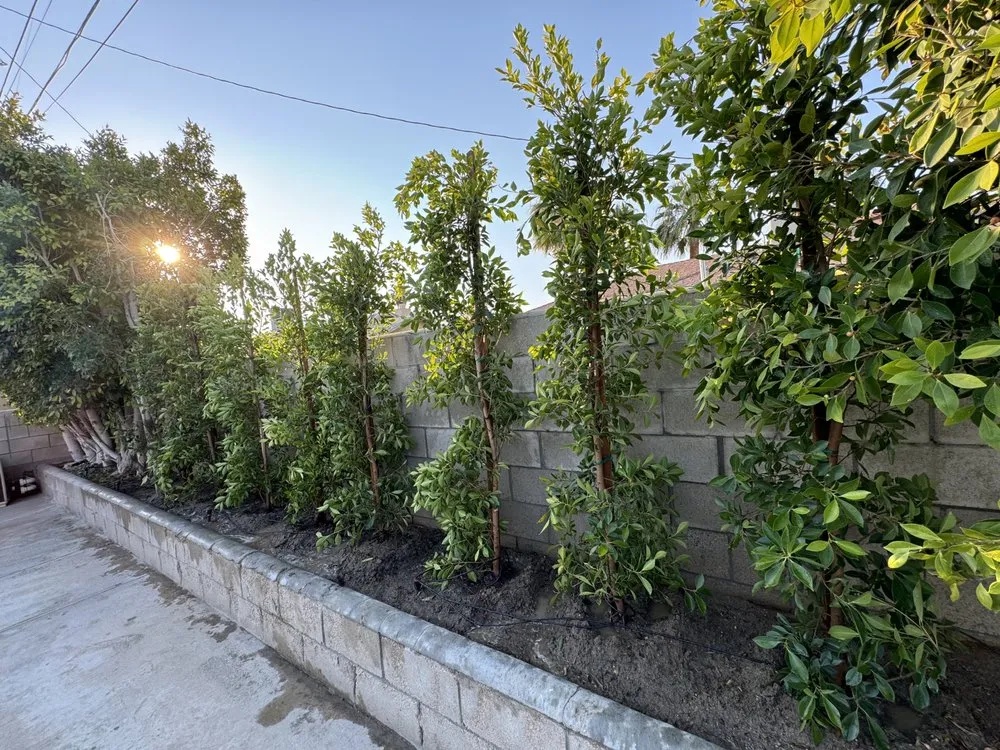 Reliable lawn care service with custom design across Coachella, CA - DesertGrace Landscape