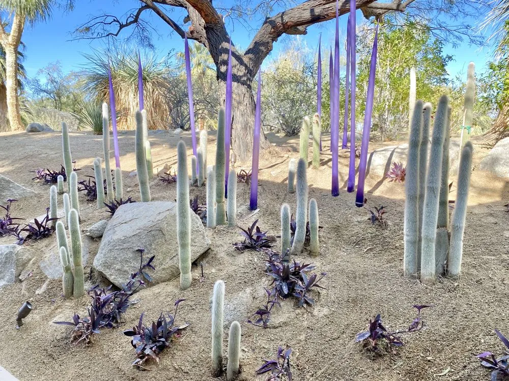 Trusted yard maintenance experts serving Palm Desert, CA - DesertScape Design