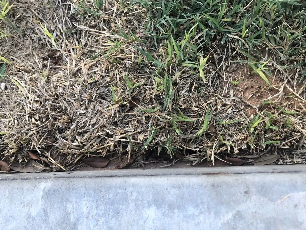 Top-rated yard maintenance for homes in Midland, TX by Deshaws Landscaping