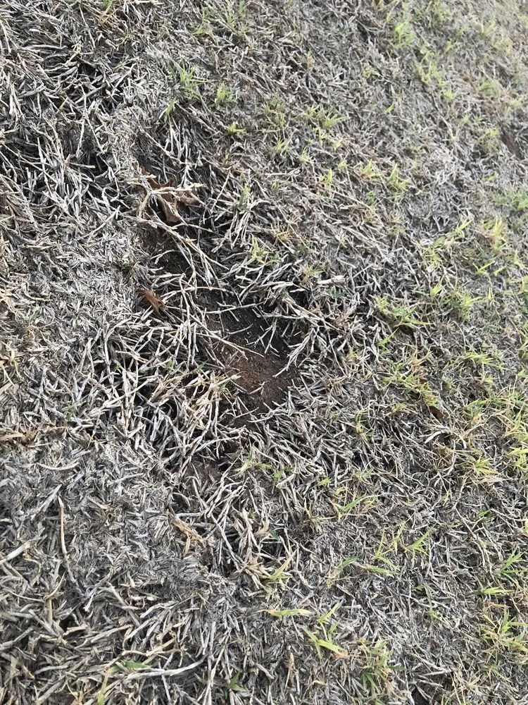 Trusted landscape installation experts serving Midland, TX - Deshaws Landscaping