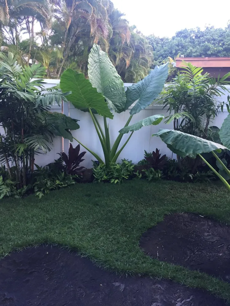 Affordable lawn mowing service in Kapolei, HI by Design Build Landscape