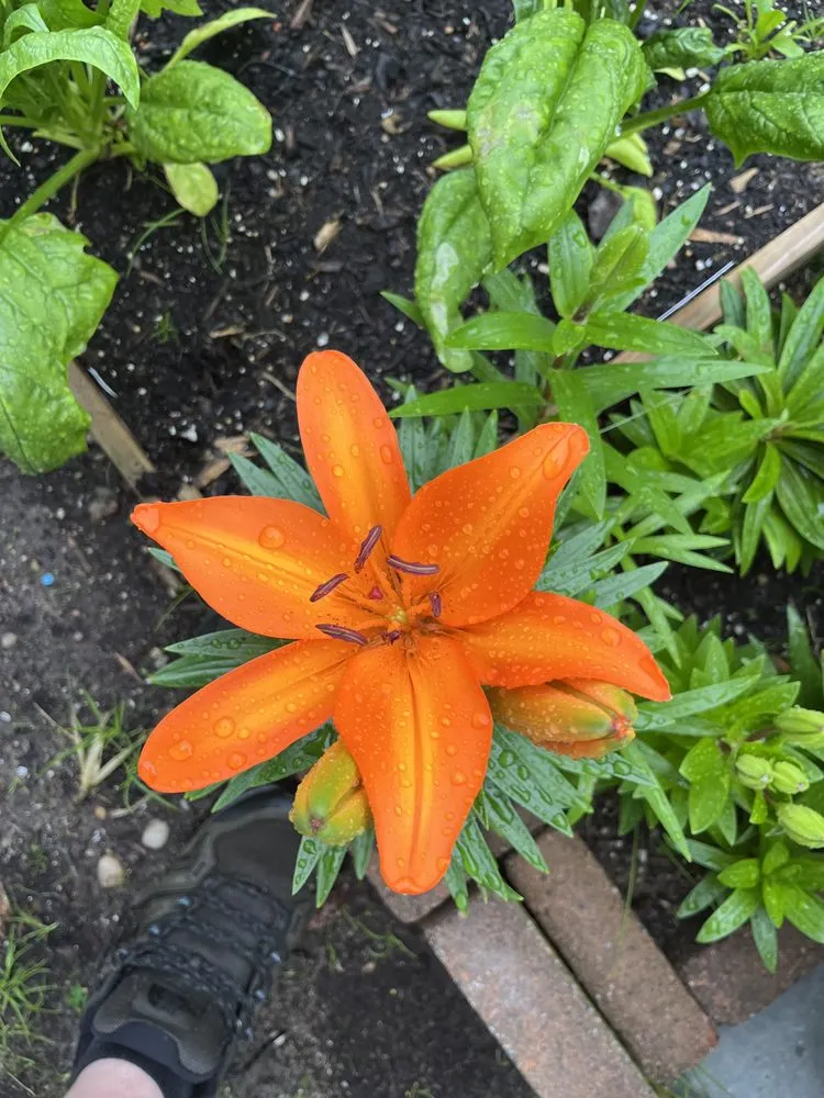 Top-rated landscaping services in Brookhaven, NY by Design by De Vellis