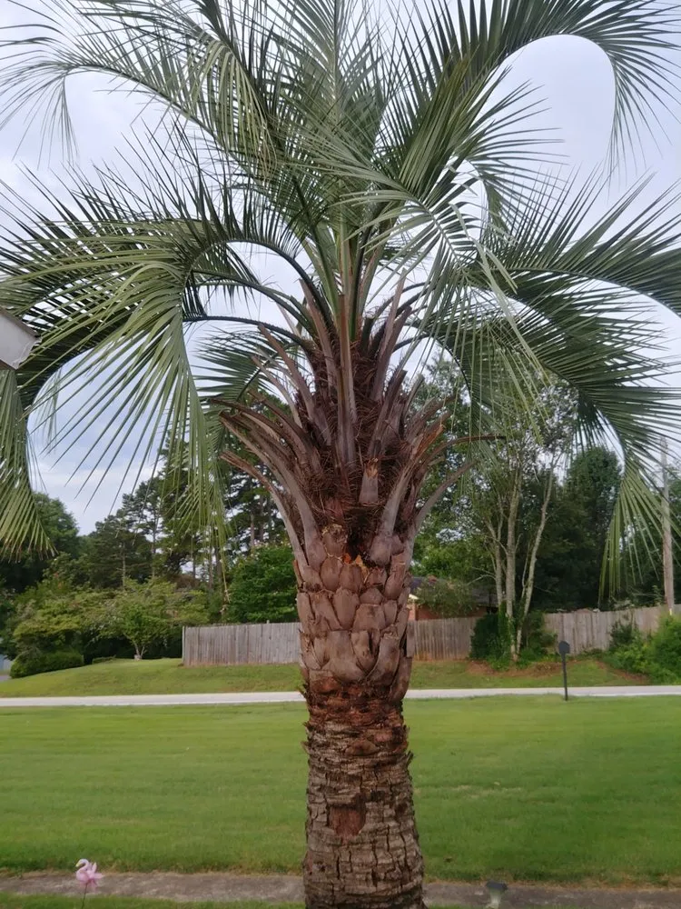 Custom landscaping services in Mauldin, SC - Design by Lee Landscaping